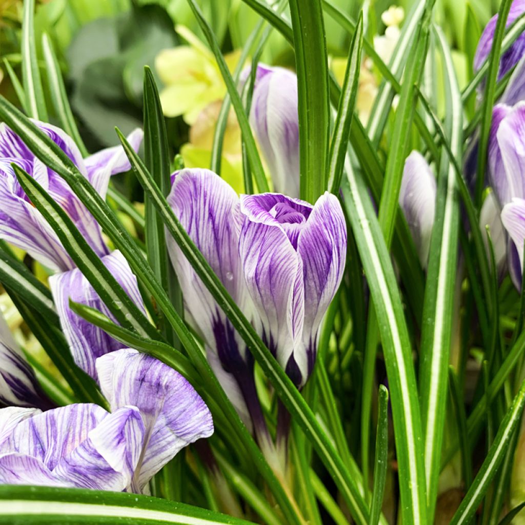 Crocus Mammouth Pickwick