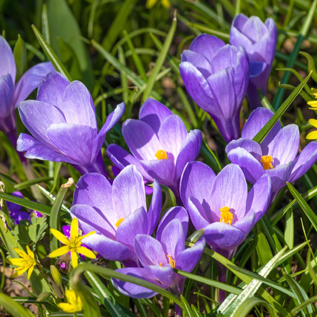 Crocus Mammouth Remembrance