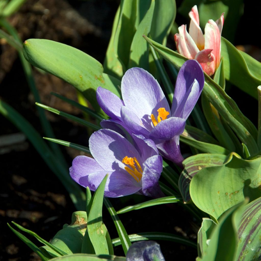 Crocus Mammouth Remembrance