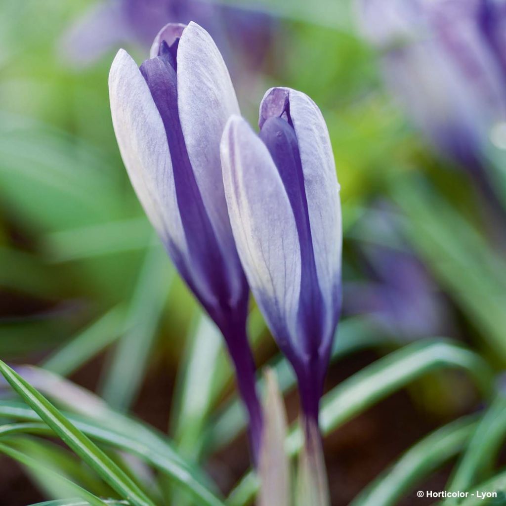 Crocus Mammouth Yalta - Crocus de printemps