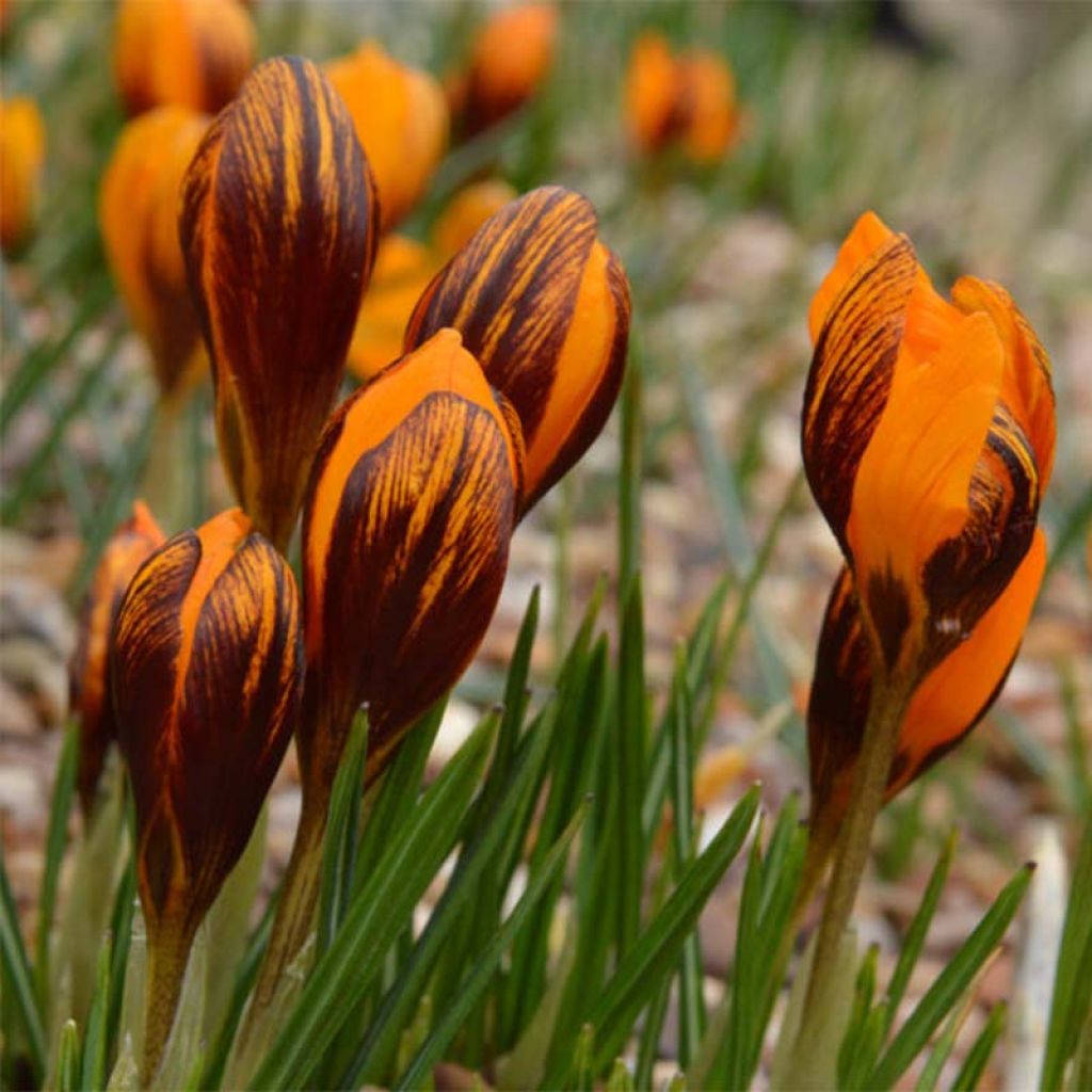 Wildkrokus Orange Monarch - Crocus olivieri subsp. balansae