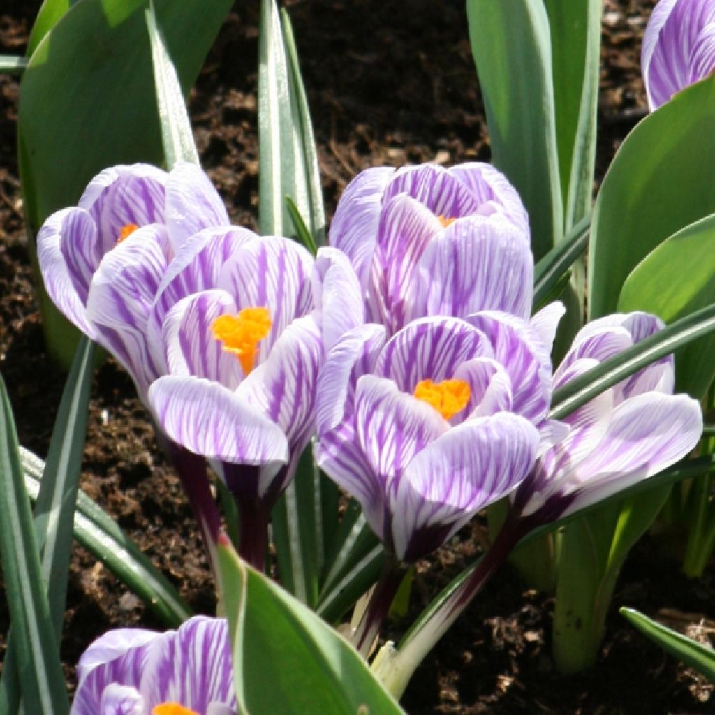 Crocus Mammouth Pickwick