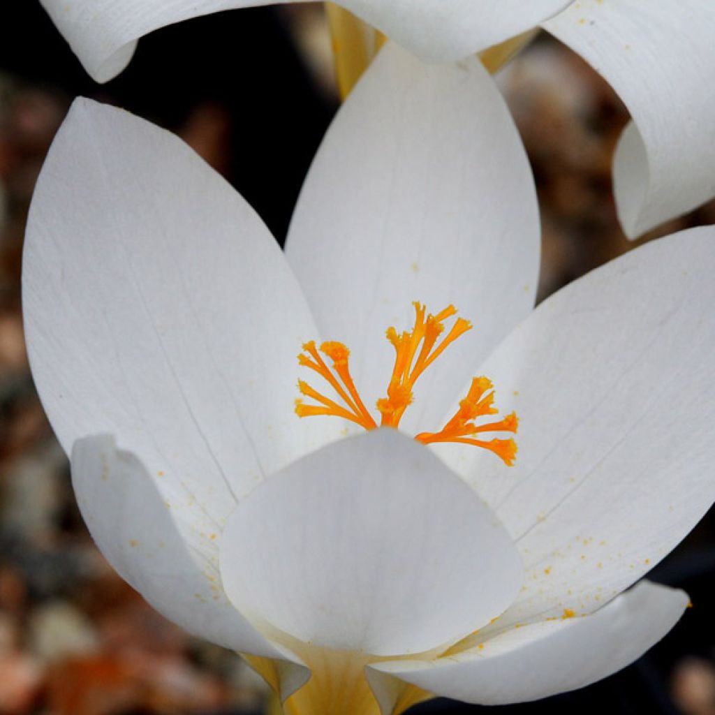 Pracht-Herbst-Krokus Crocus Speciosus Albus - Crocus speciosus