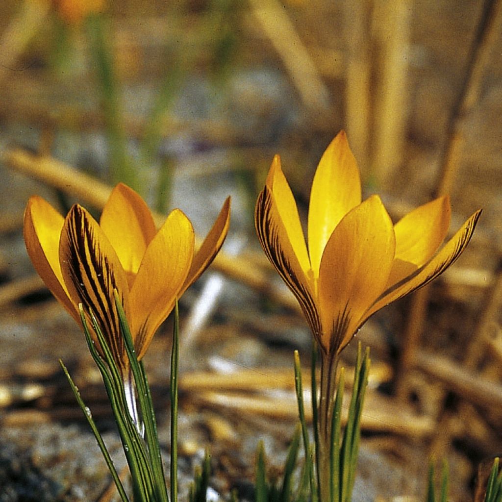 Großblütiger Krokus Stellaris - Crocus