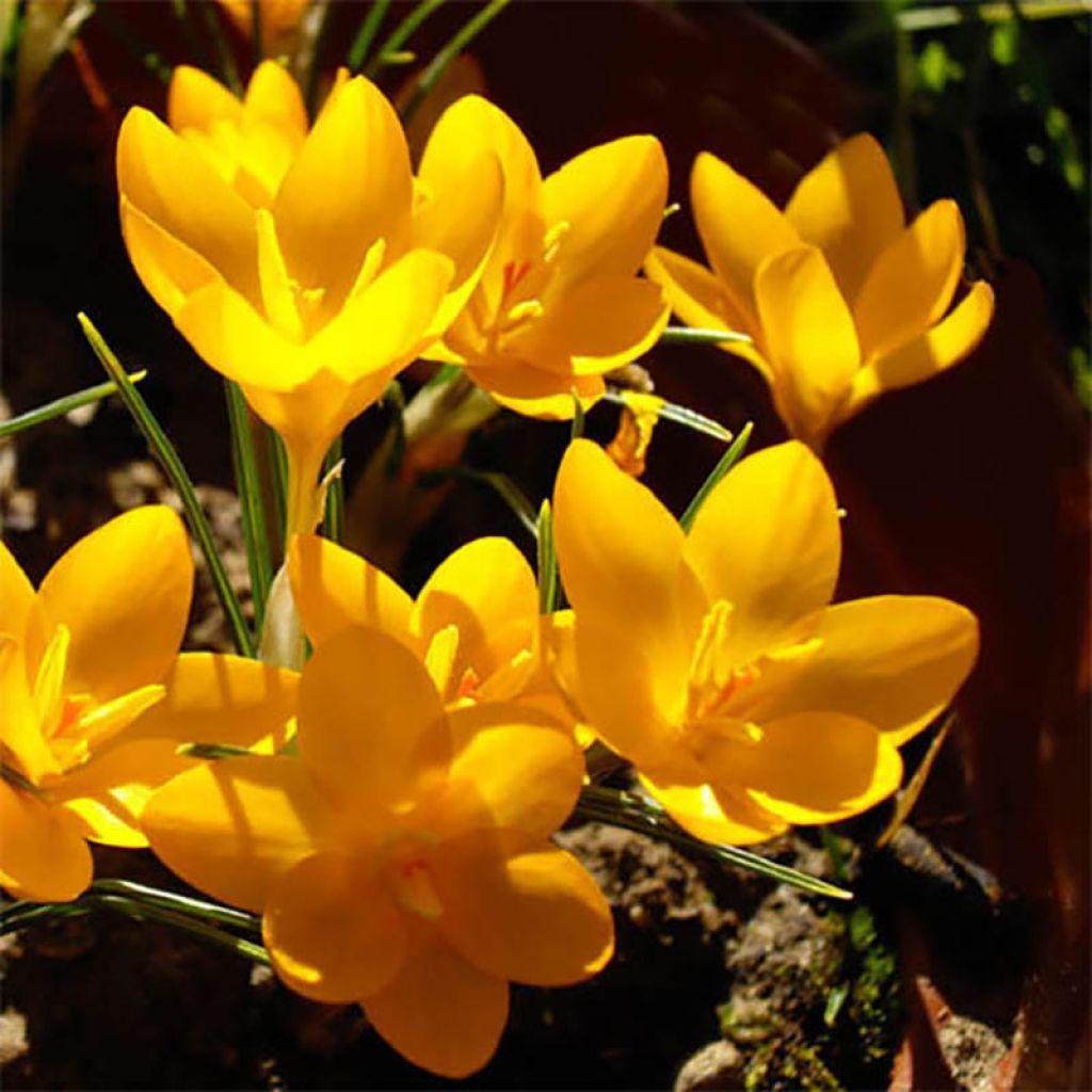 Krokus Golden Bunch - Crocus ancyrensis