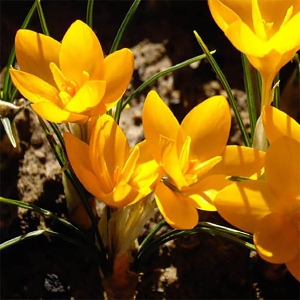 Crocus ancyrensis Golden Bunch