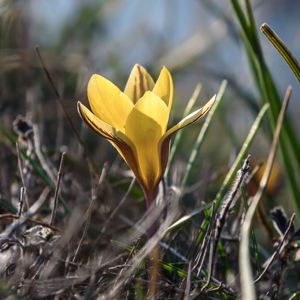 Crocus angustifolius