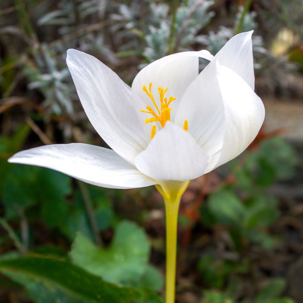 Crocus botanique ochroleucus - Crocus d'automne