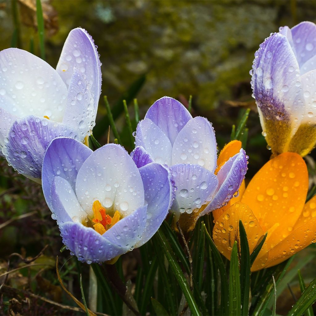 Krokus Blue Marlin - Crocus chrysanthus