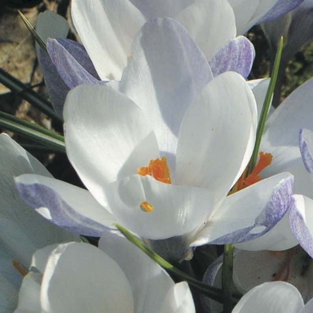 Krokus Blue Pearl - Crocus chrysanthus