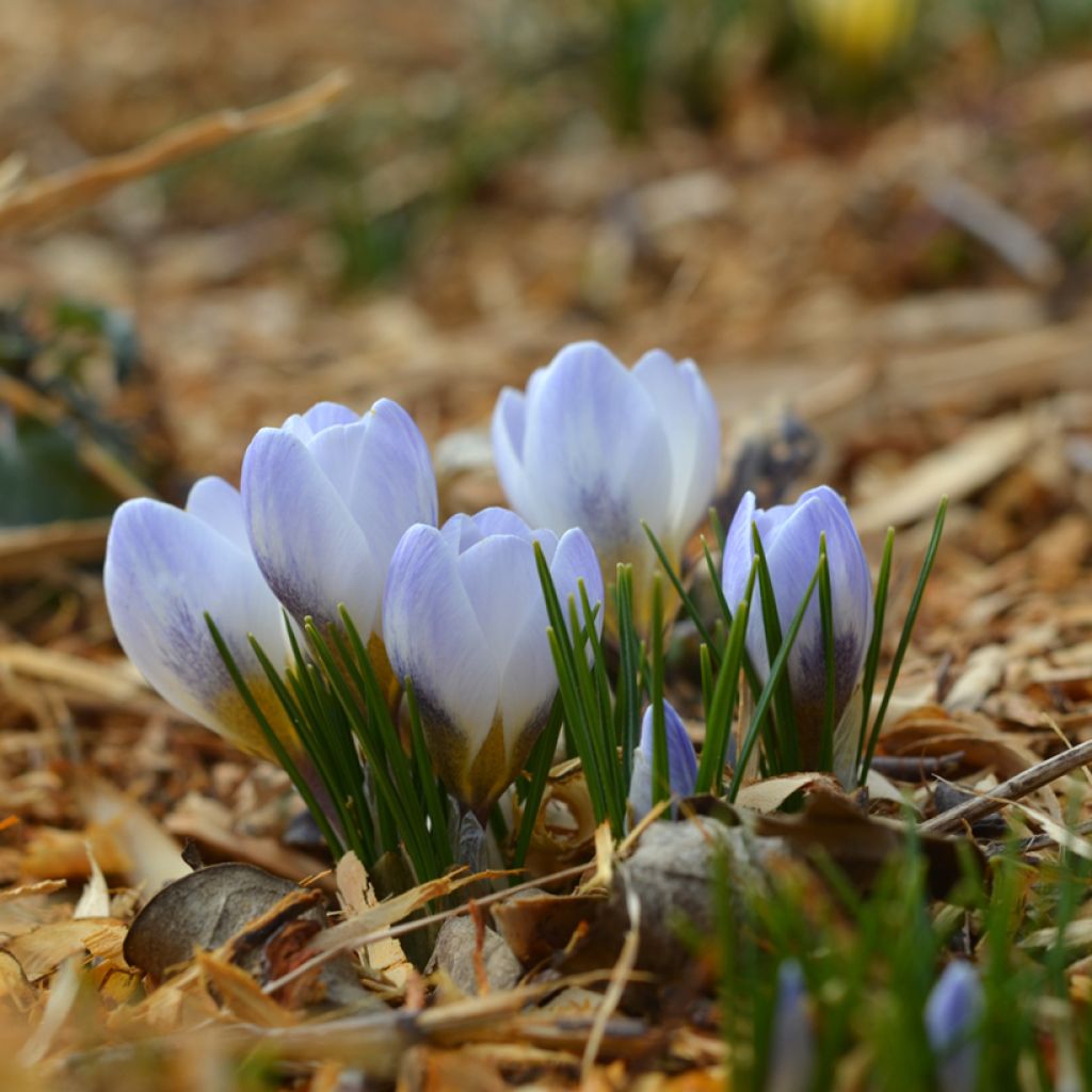 Crocus chrysanthus Blue Pearl