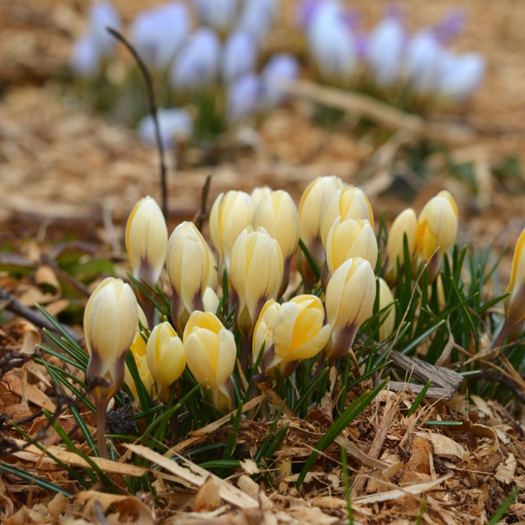 Crocus chrysanthus Cream Beauty