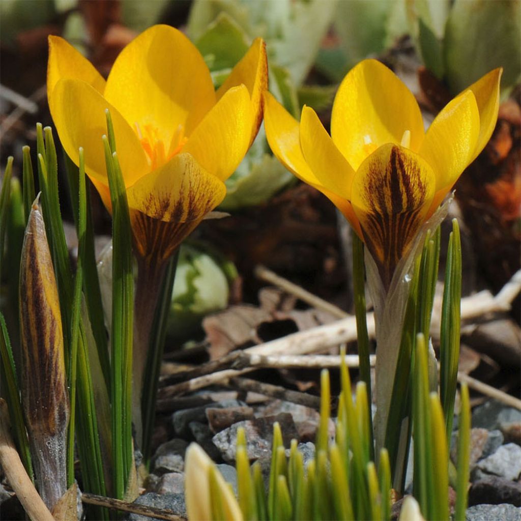 Krokus Fuscotinctus - Crocus chrysanthus