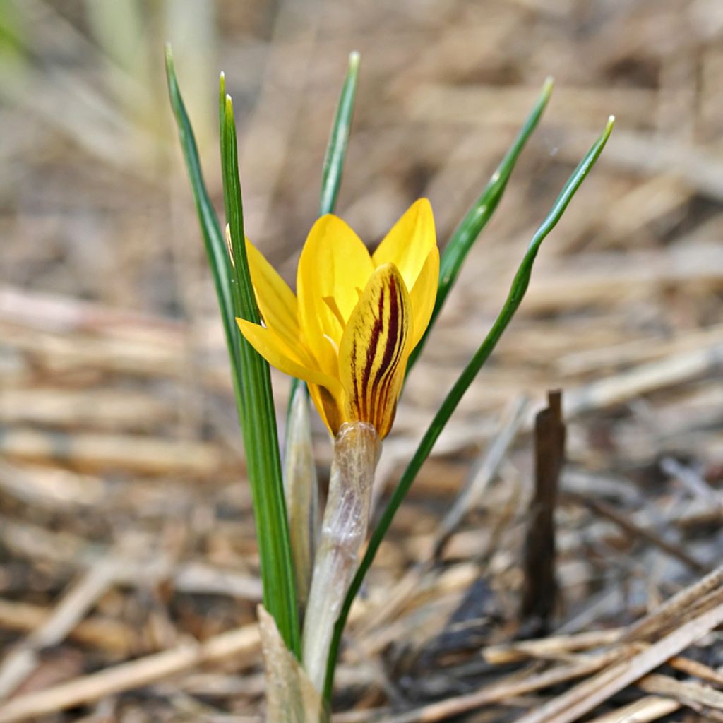 Crocus chrysanthus Fuscotinctus