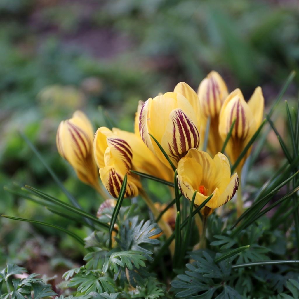 Krokus Gipsy Girl - Crocus chrysanthus