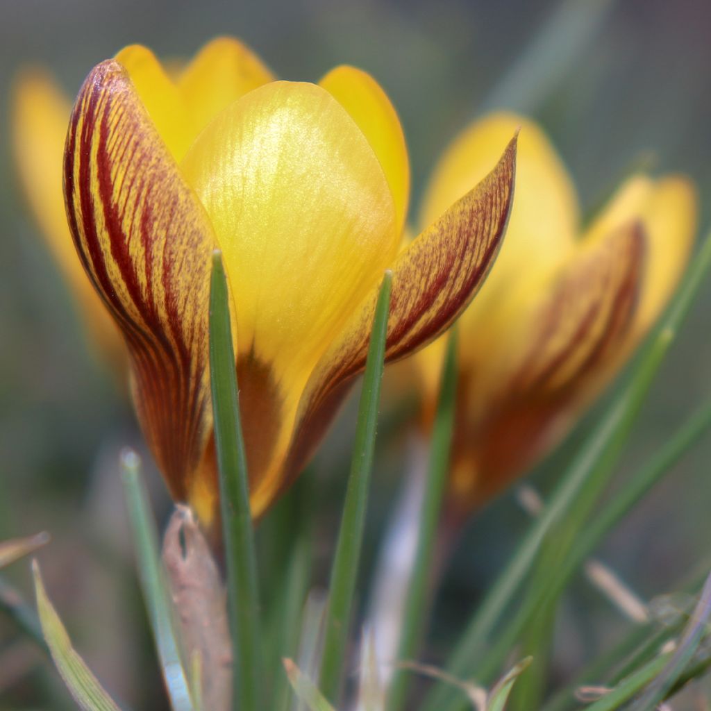 Krokus Gipsy Girl - Crocus chrysanthus