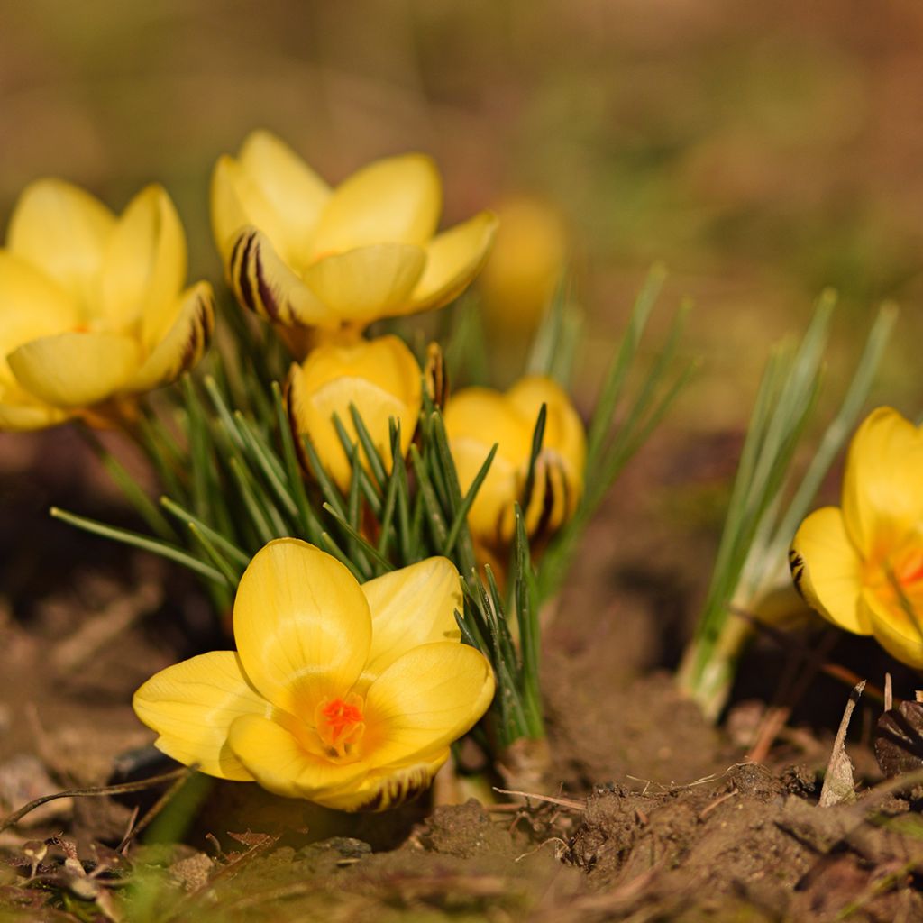 Krokus Gipsy Girl - Crocus chrysanthus