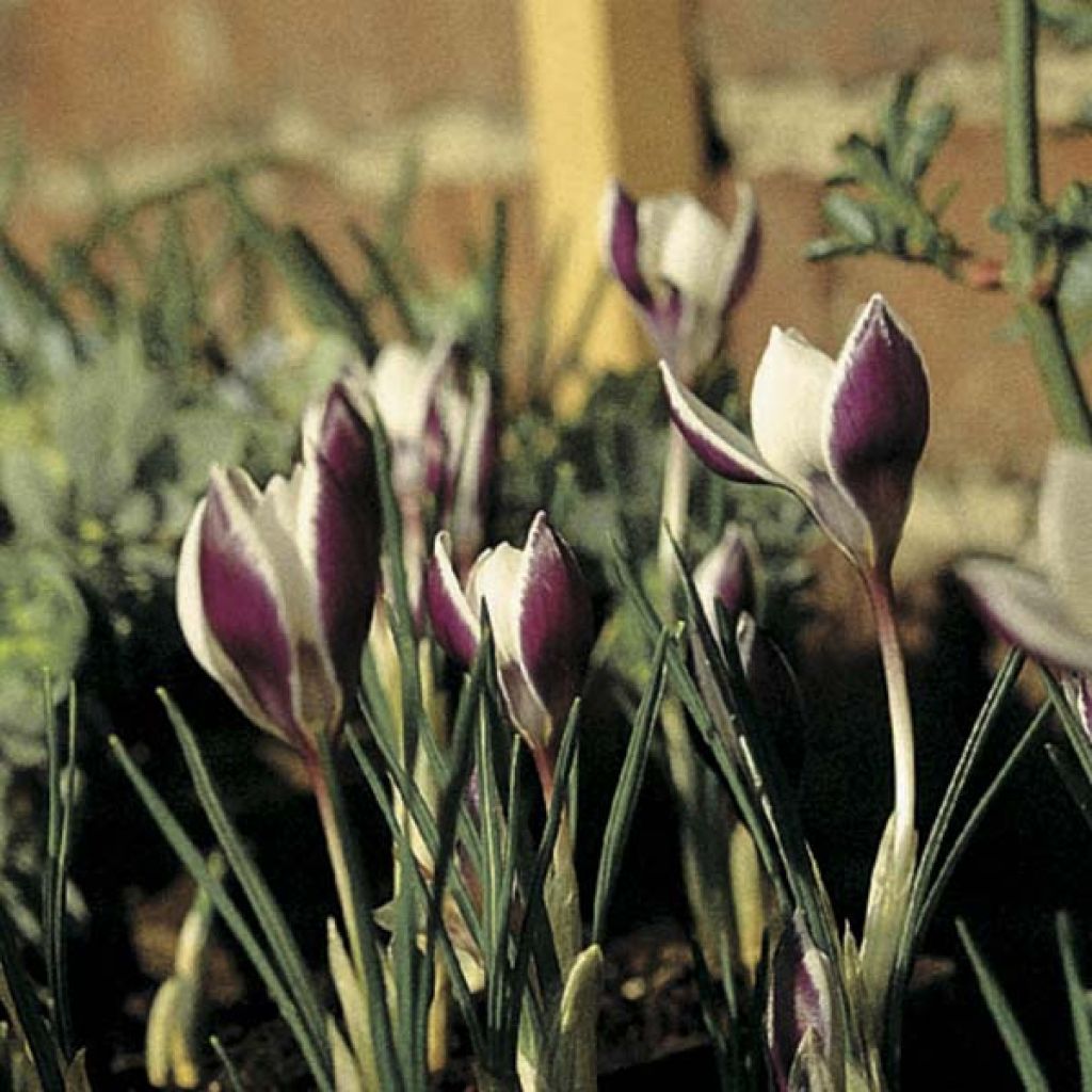 Großblütiger Krokus Prins Claus - Crocus