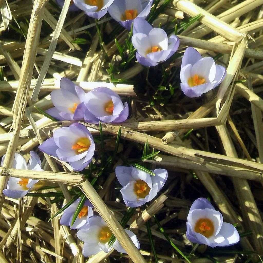 Krokus Zenith - Crocus chrysanthus