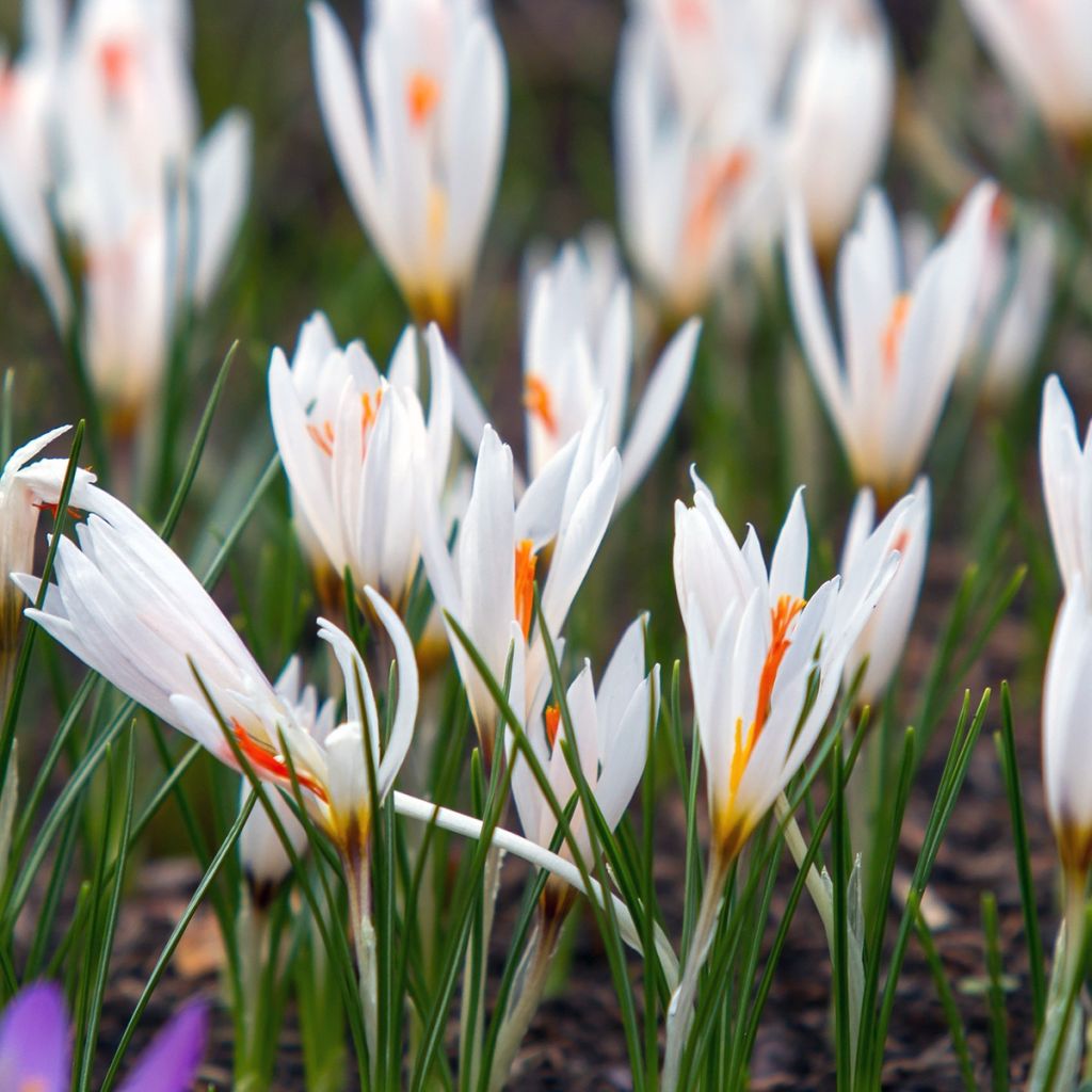 Fleischers Krokus - Crocus fleischeri