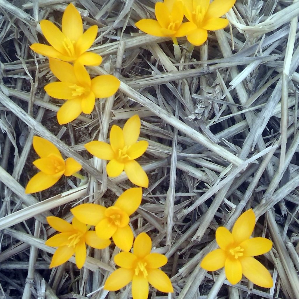 Wildkrokus - Crocus gargaricus