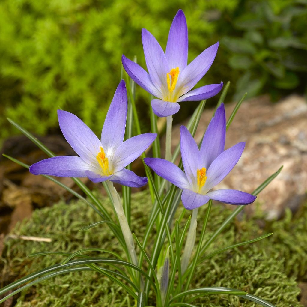 Krokus April View - Crocus kosaninii