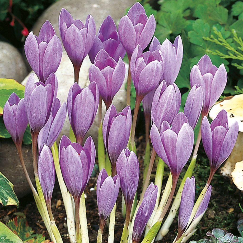 Herbstblühender Krokus - Crocus ligusticus