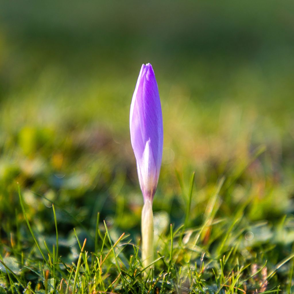 Herbstblühender Krokus - Crocus ligusticus