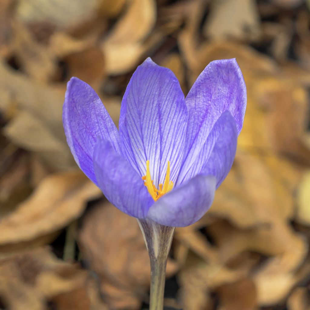 Herbstblühender Krokus - Crocus ligusticus