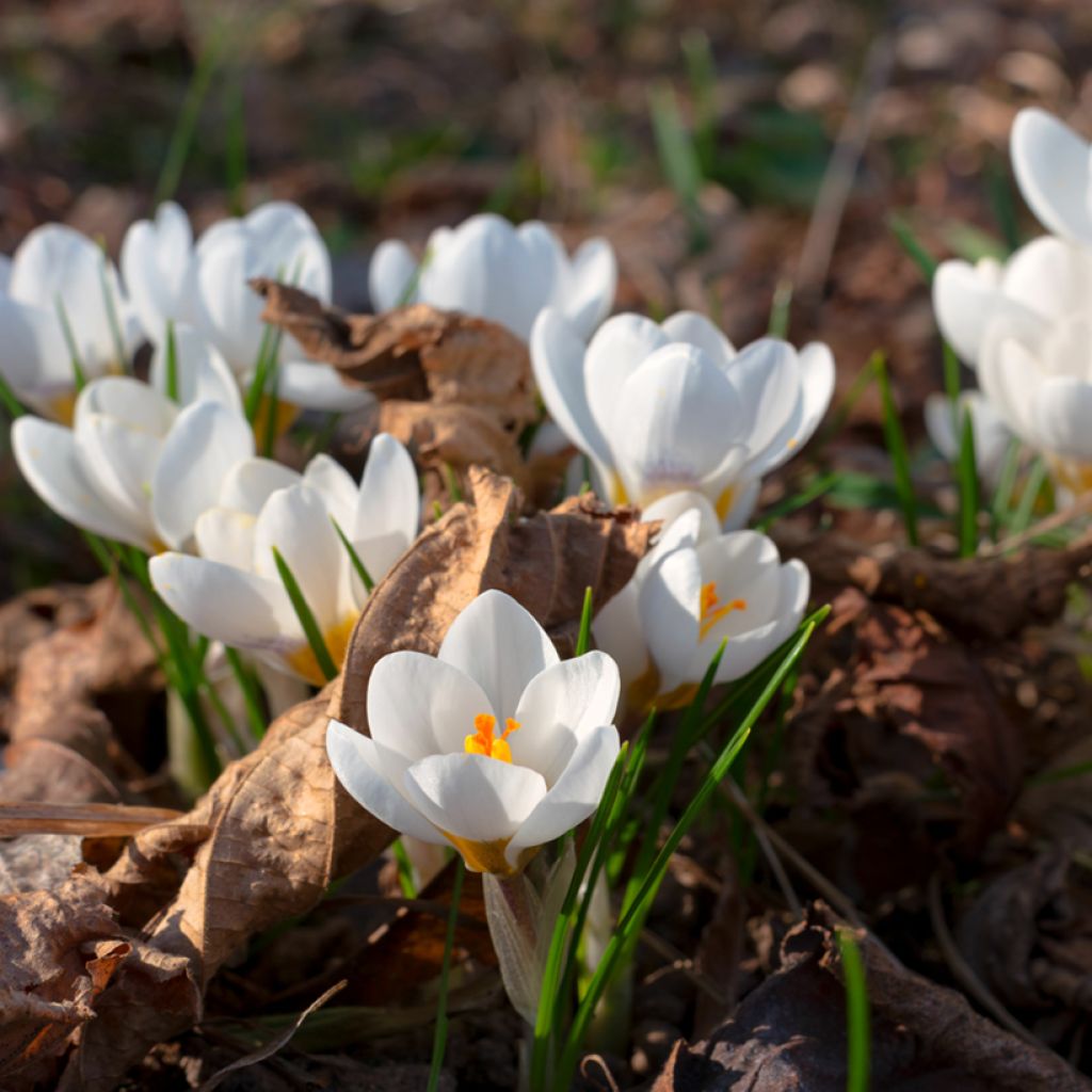 Weiße Wildkrokusse - Crocus malyi