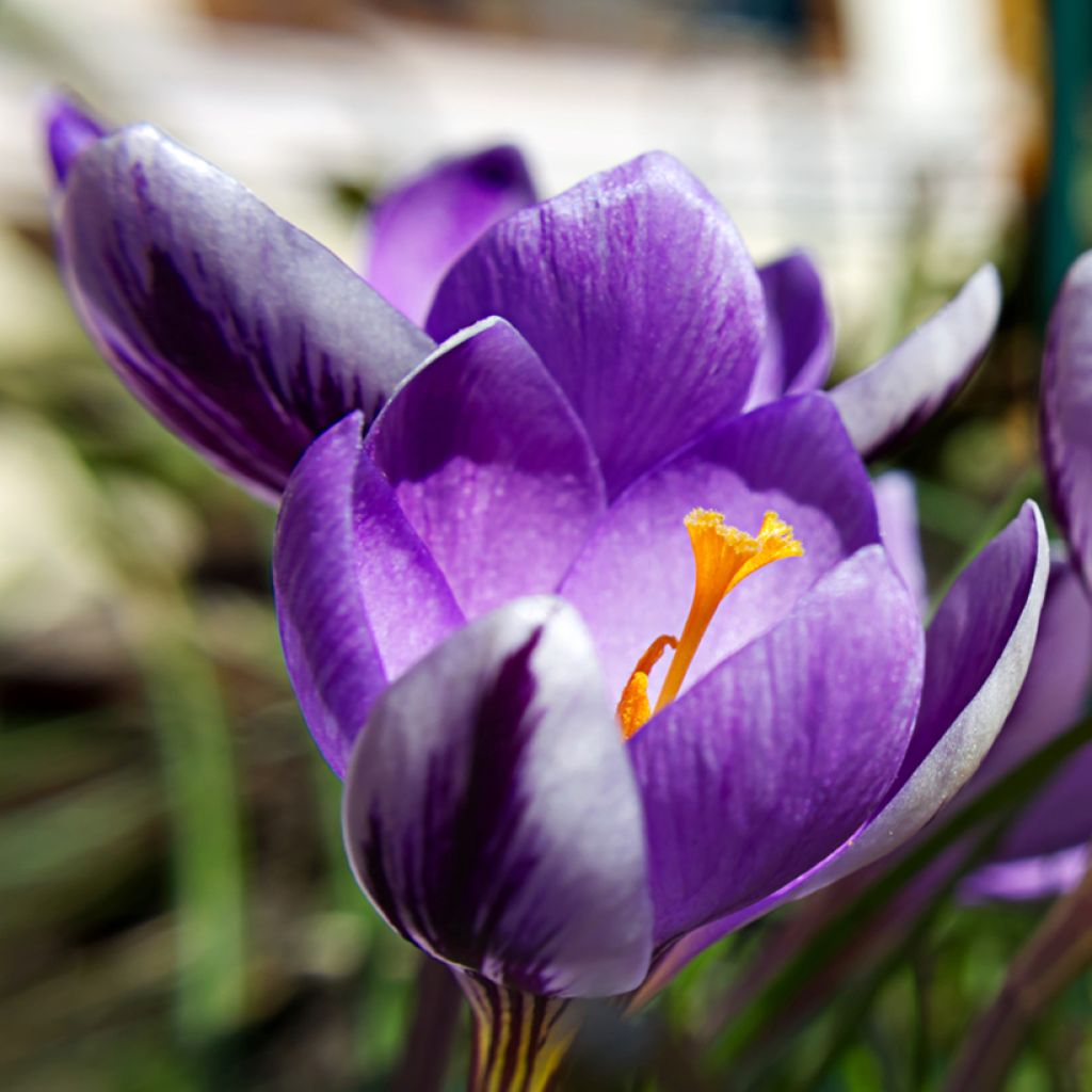 Crocus minimus