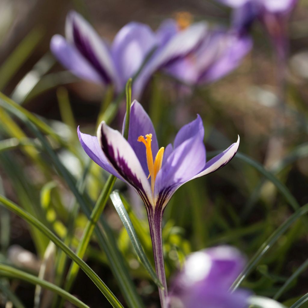 Crocus minimus