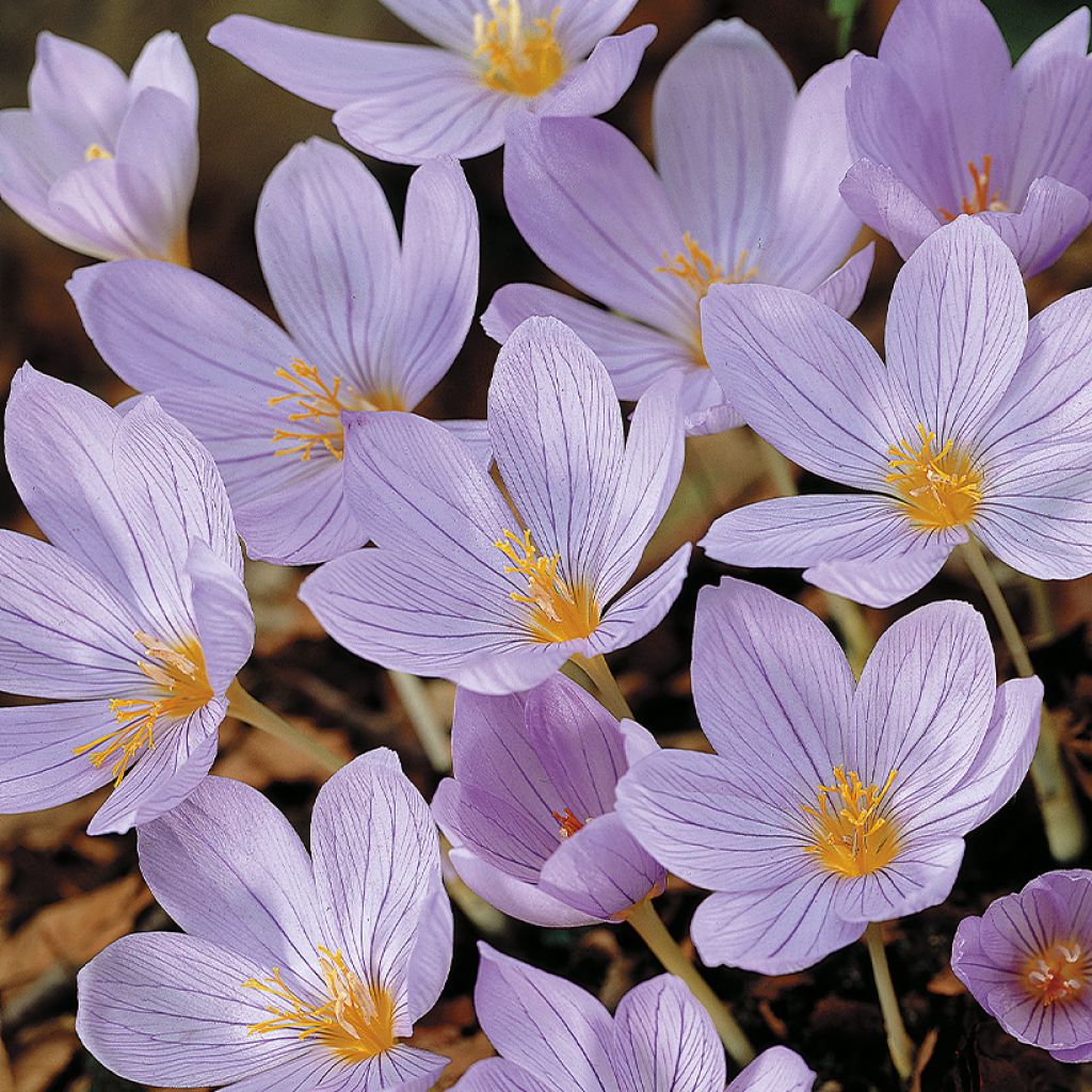 Rosen-Herbst-Krokus - Crocus pulchellus