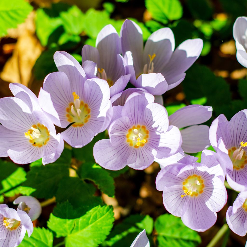 Rosen-Herbst-Krokus - Crocus pulchellus