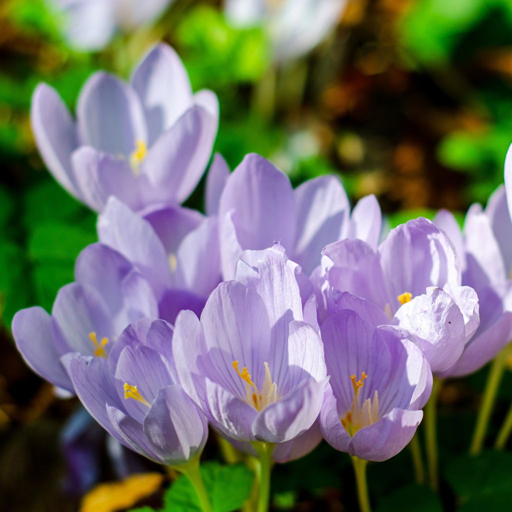 Rosen-Herbst-Krokus - Crocus pulchellus