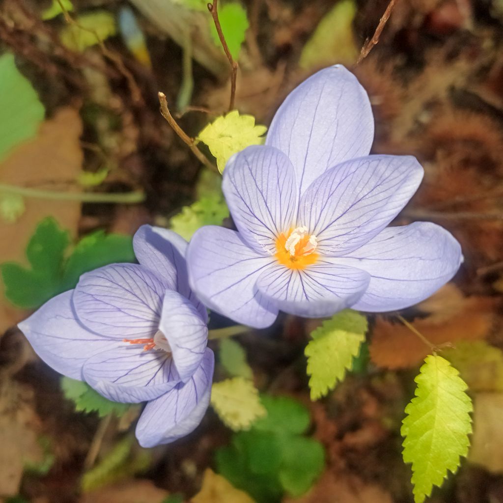 Rosen-Herbst-Krokus - Crocus pulchellus