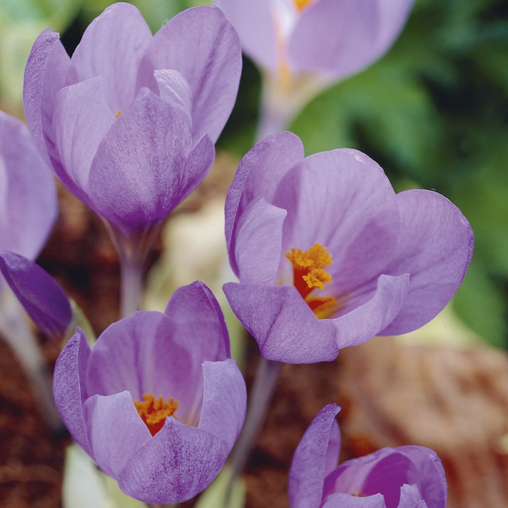 Spanischer Herbst-Krokus - Crocus serotinus subsp. salzmannii