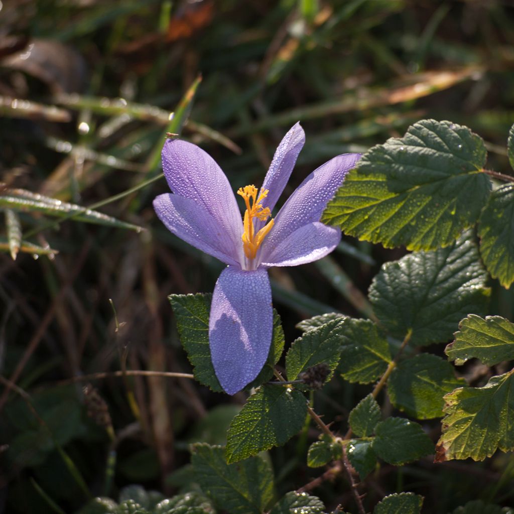 Spanischer Herbst-Krokus - Crocus serotinus subsp. salzmannii