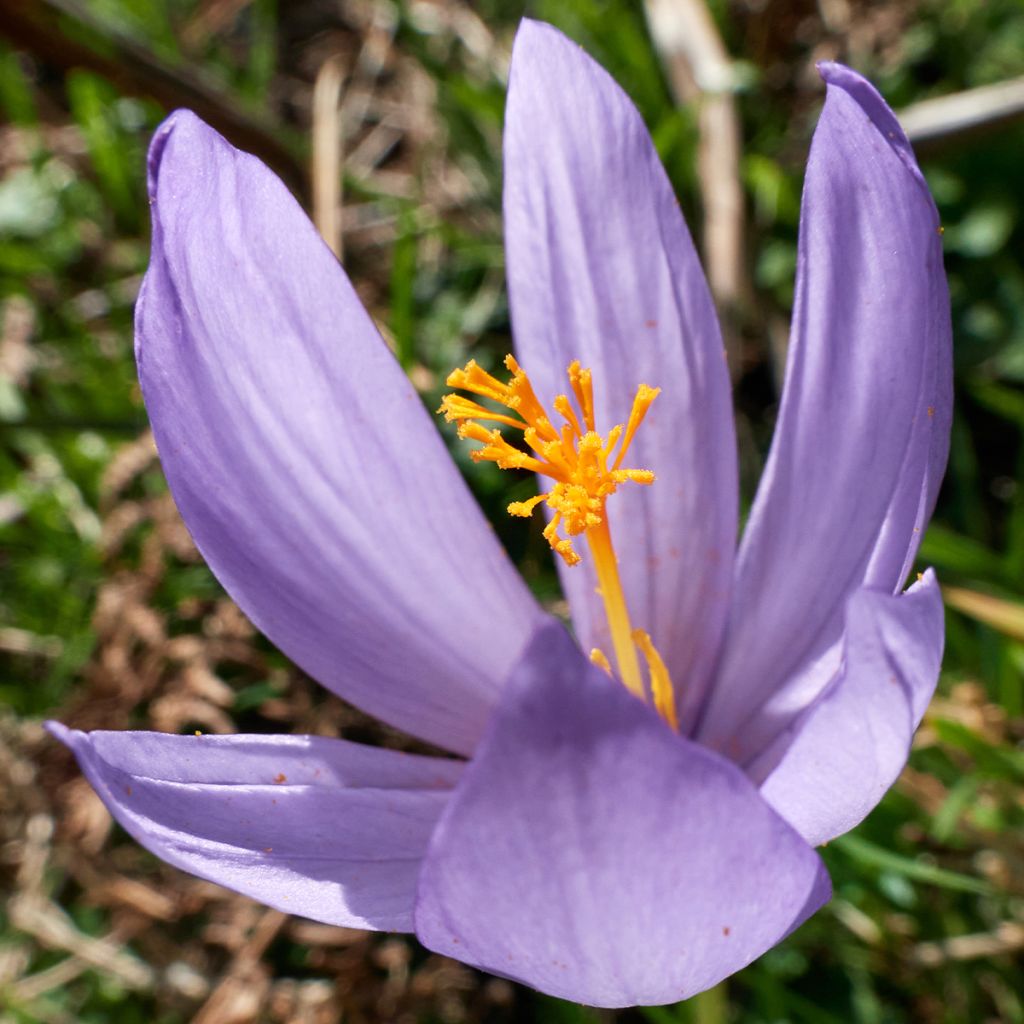 Spanischer Herbst-Krokus - Crocus serotinus subsp. salzmannii