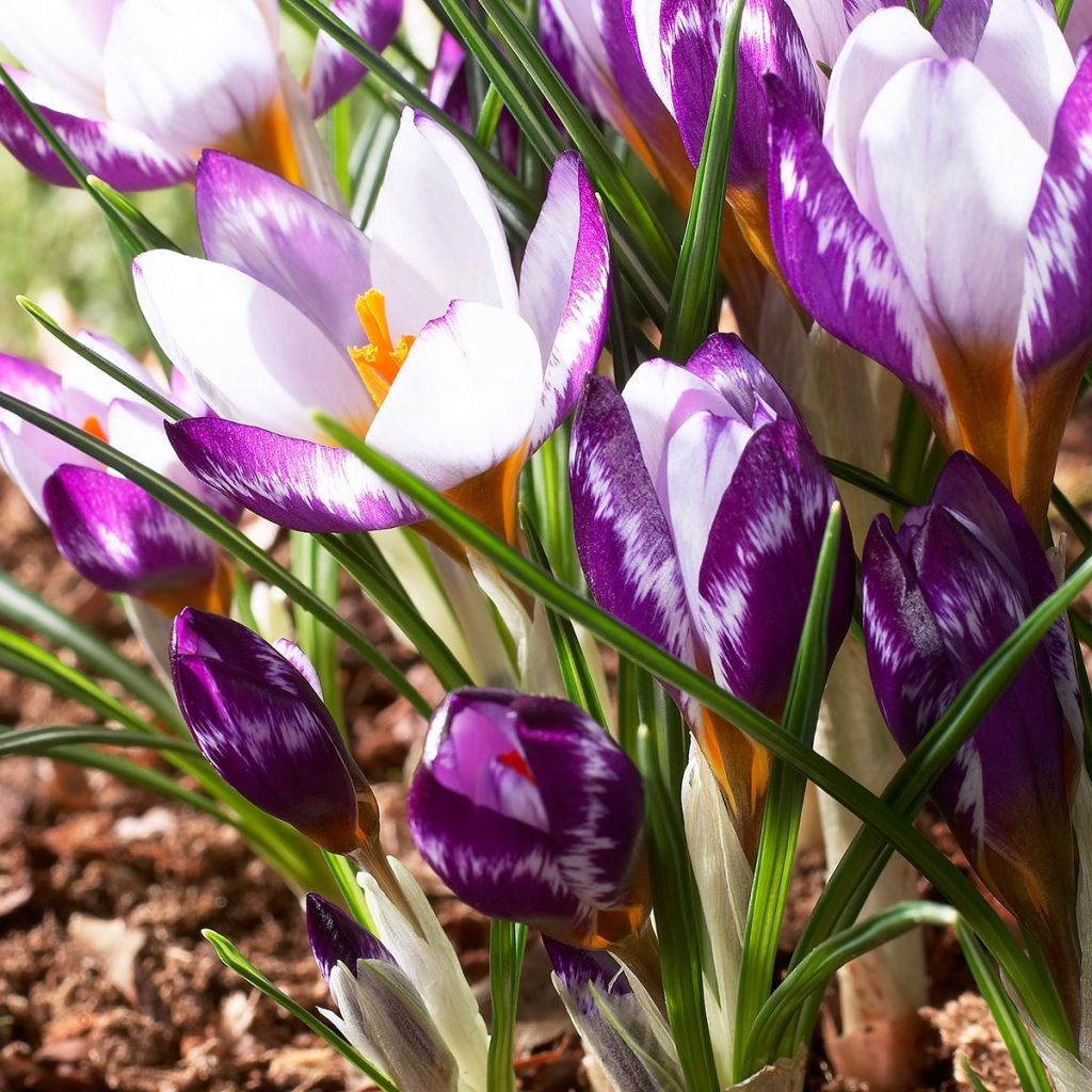 Sieber-Krokus Hubert Edelstein - Crocus sieberi