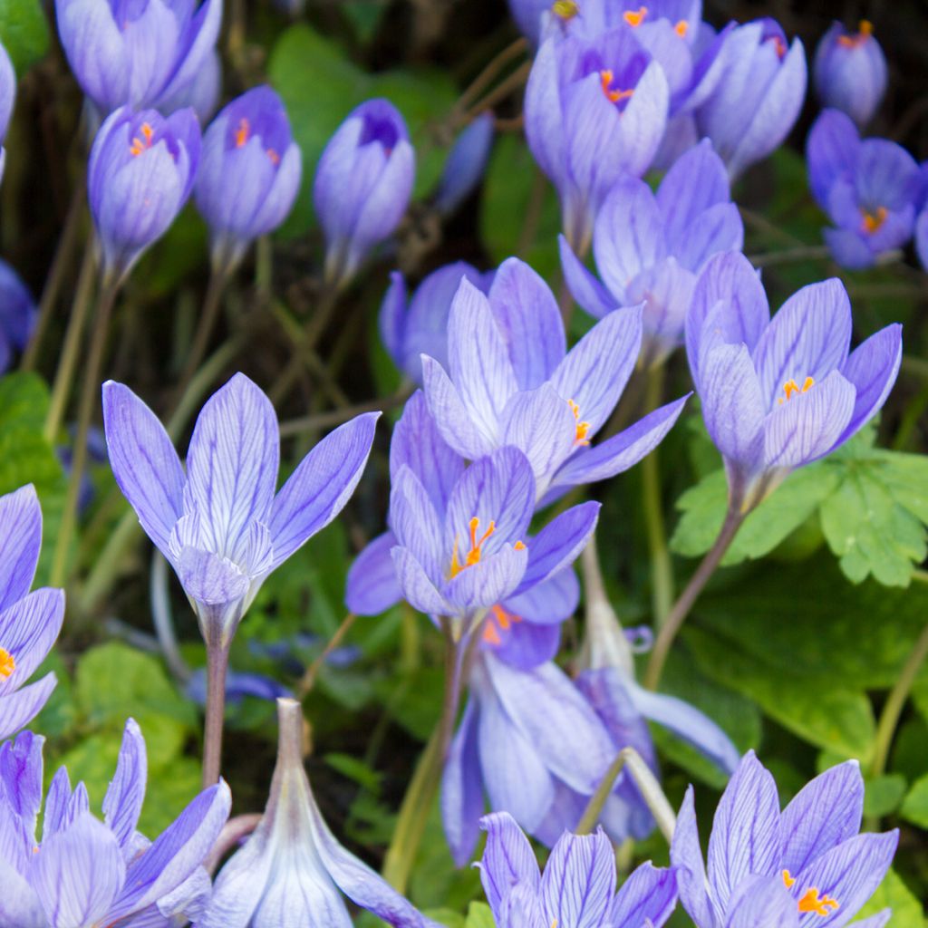 Pracht-Herbst-Krokus Aitchisonii - Crocus speciosus