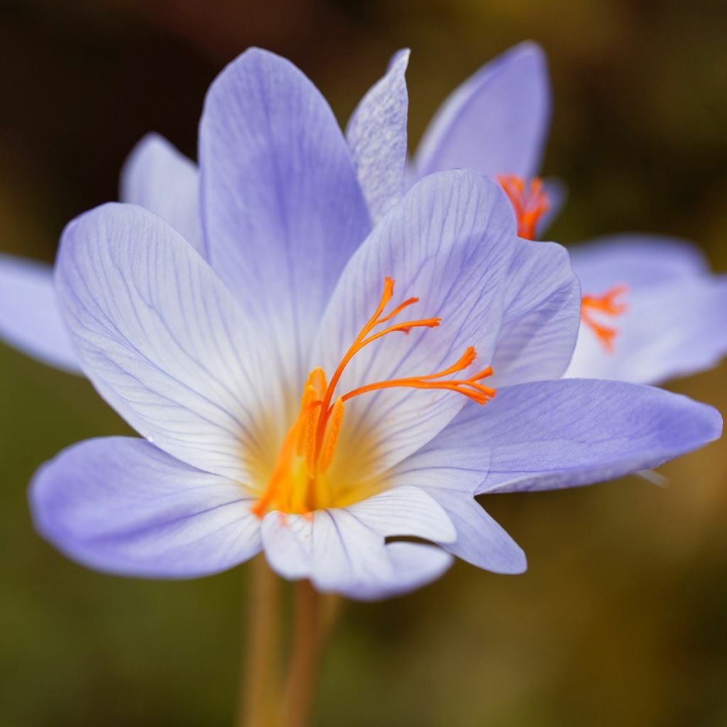 Pracht-Herbst-Krokus Aitchisonii - Crocus speciosus