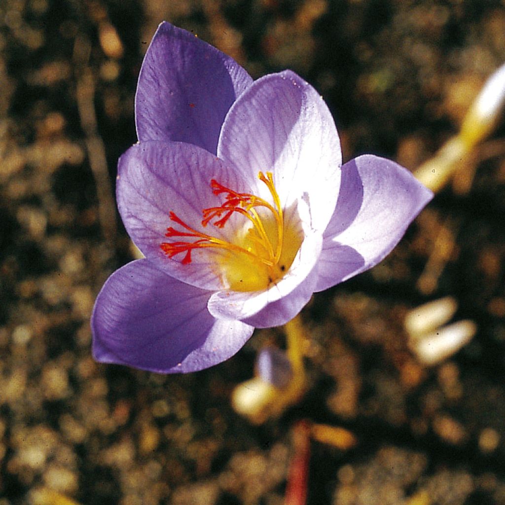 Pracht-Herbst-Krokus Cassiope - Crocus speciosus