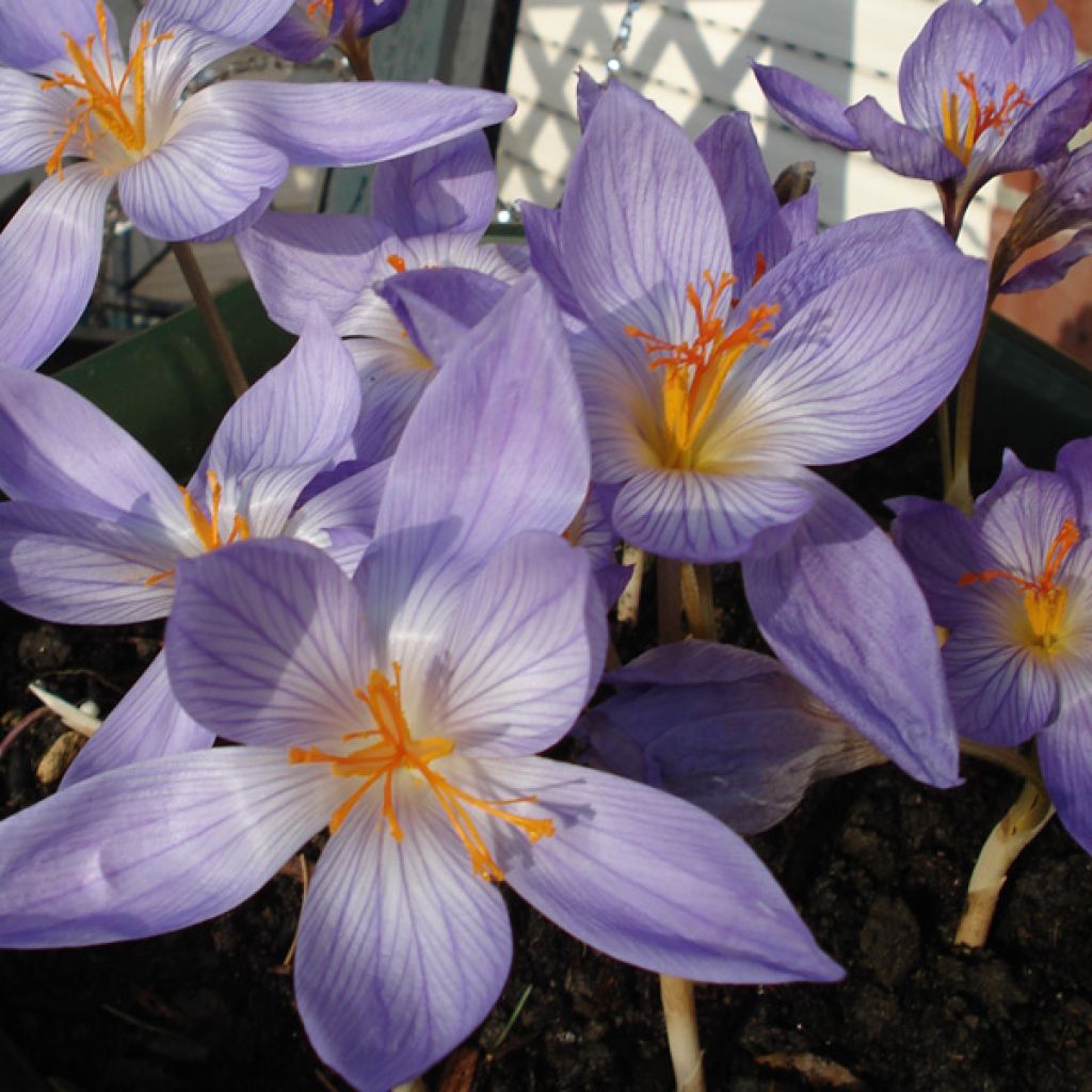 Crocus speciosus conquéror