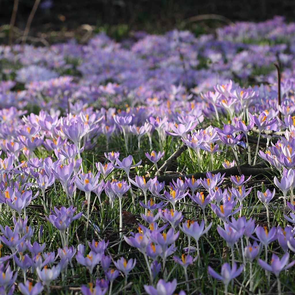 Crocus tommasinianus - Crocus de Thomas