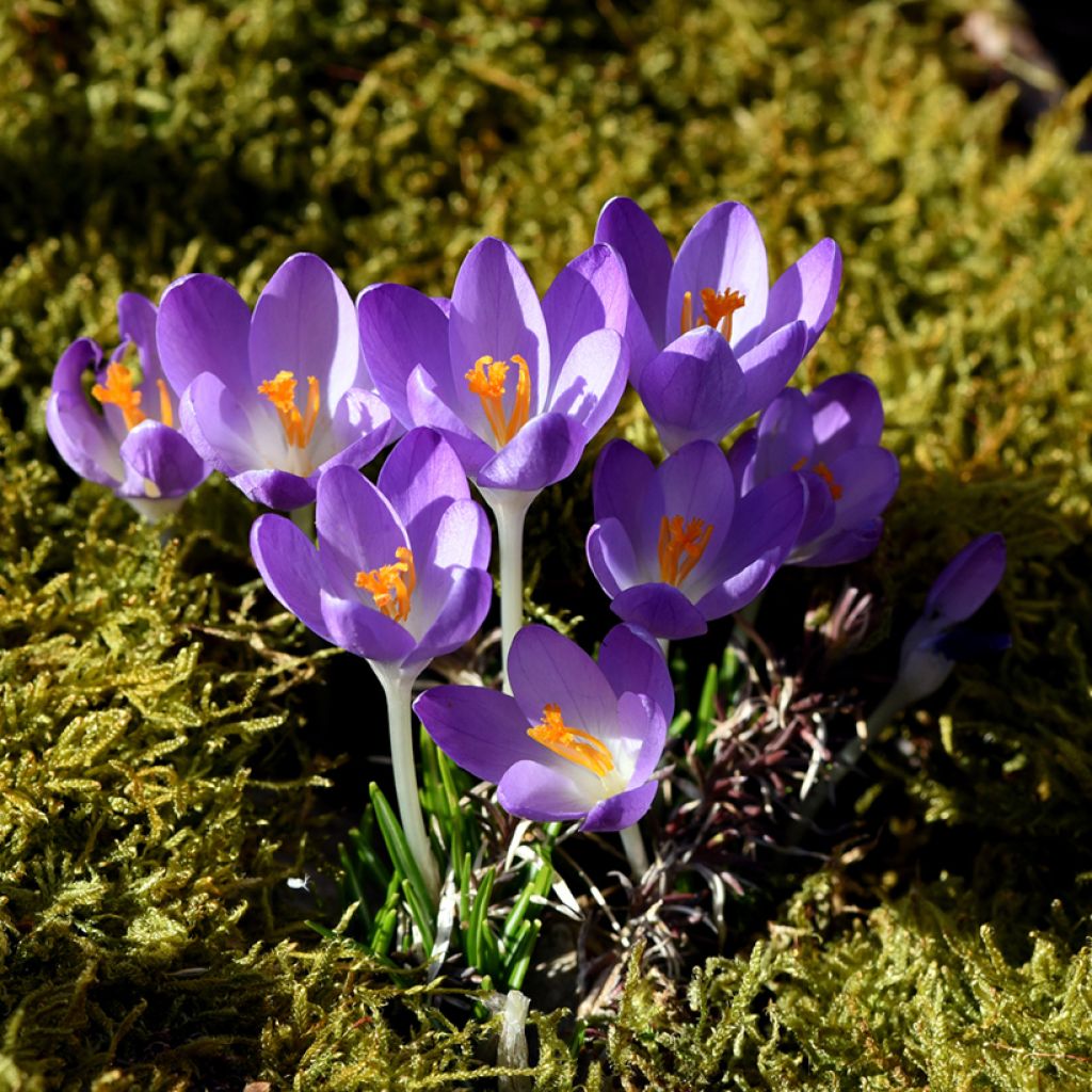 Crocus tommasinianus Barr's Purple