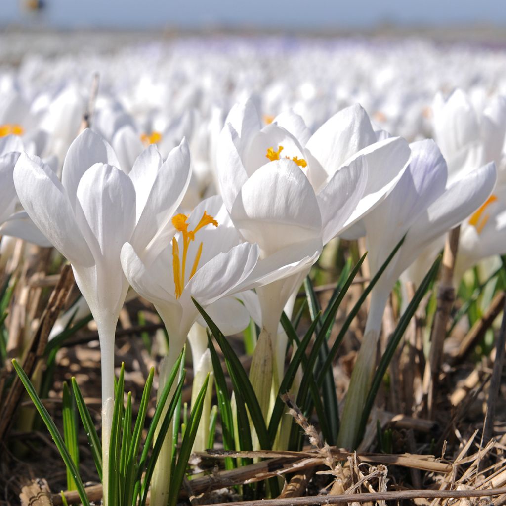 Elfen-Krokus Ivory Princess - Crocus tommasinianus