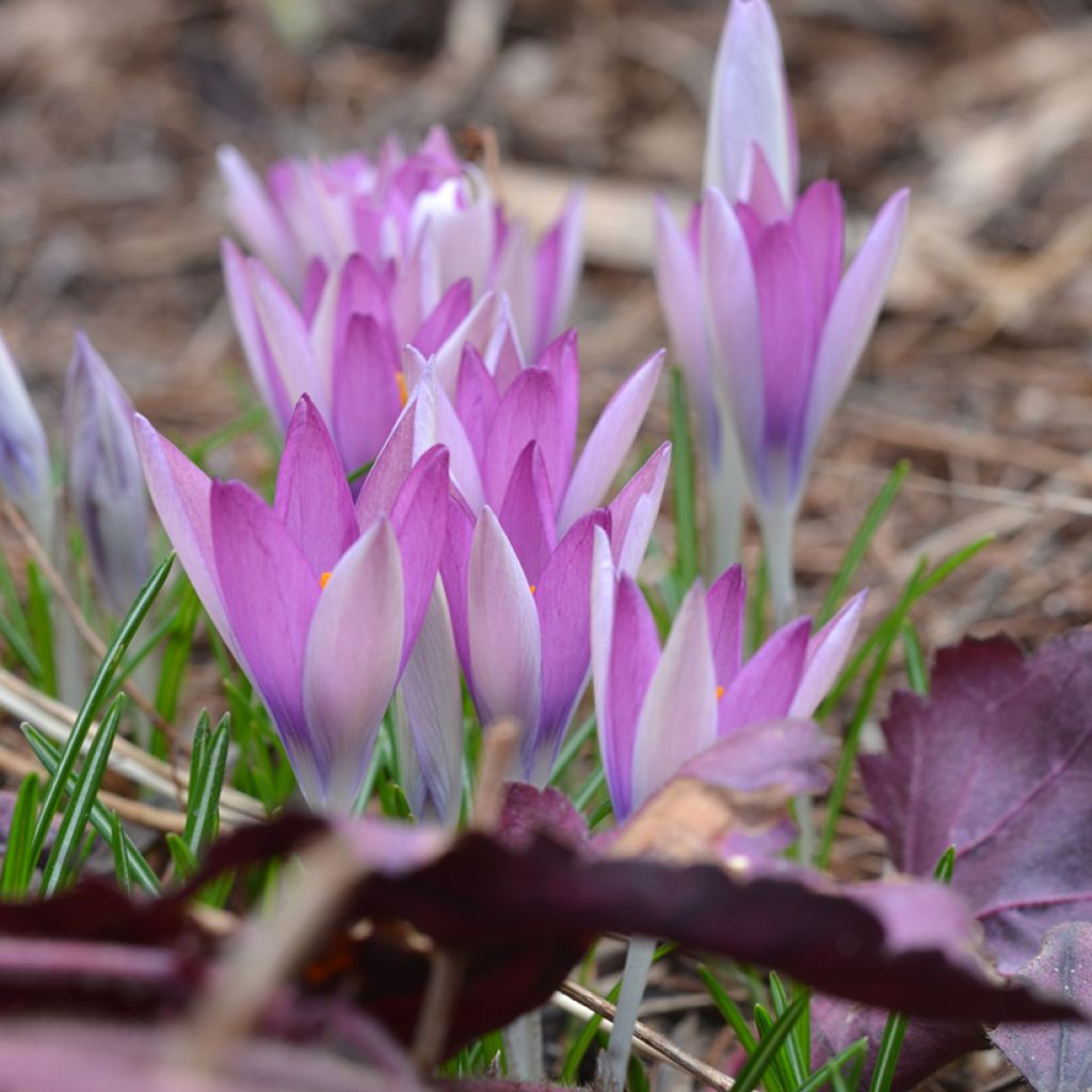 Crocus tommasinianus Roseus