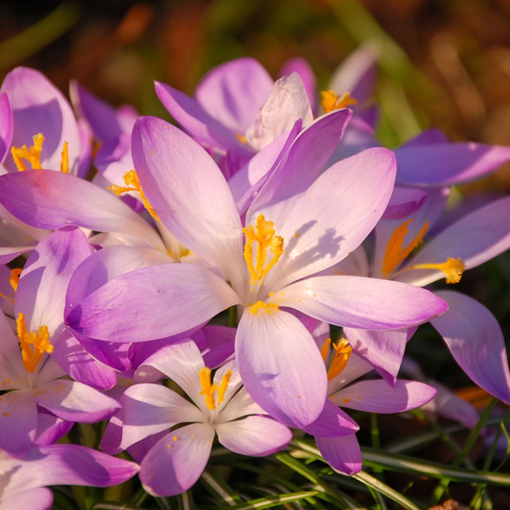 Crocus tommasinianus Roseus