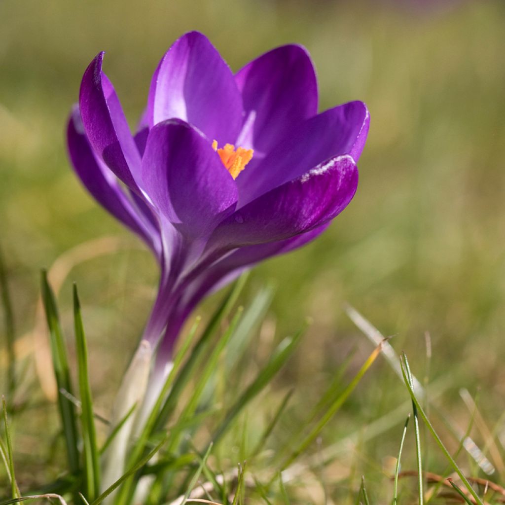 Crocus tommasinianus Ruby Giant